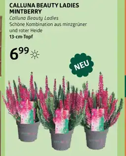 Bellaflora Calluna Beauty Ladies Mintberry Angebot