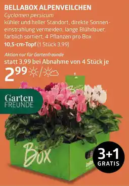 Bellaflora Bellabox alpenveilchen Angebot