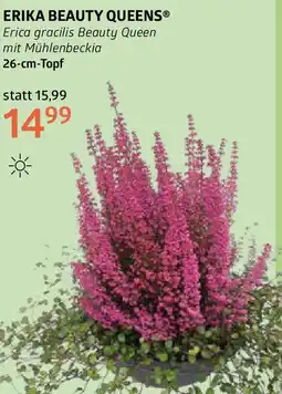 Bellaflora Erika beauty queens Angebot