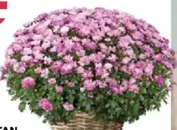 Bellaflora Chrysanthemen Angebot
