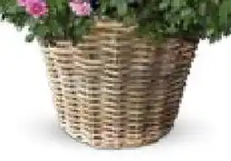 Bellaflora Korb drypot spaltrattan Angebot