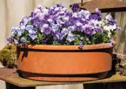 Bellaflora Stiefmütterchen Angebot