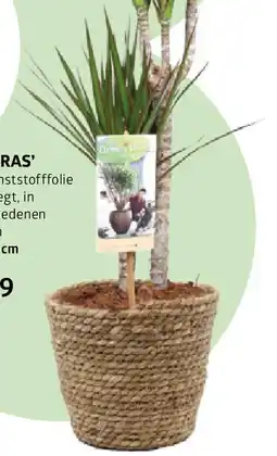 Bellaflora Topf 'seegras' Angebot