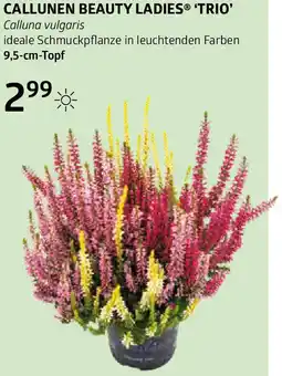 Bellaflora Callunen beauty ladies Angebot