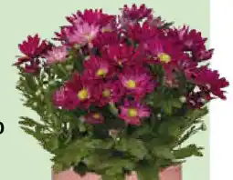 Bellaflora Chrysantheme Angebot