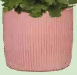 Bellaflora Topf Solido Linea Angebot