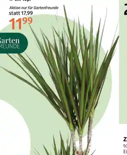 Bellaflora Drachenbaum Compacta Angebot