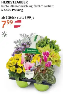 Bellaflora Herbstzauber Angebot