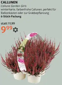 Bellaflora Callunen Angebot