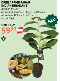 Bellaflora Dreilappige papau indianerbanane Angebot