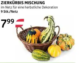 Bellaflora Zierkürbis Mischung Angebot