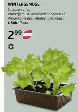 Bellaflora Wintergemüse Angebot