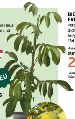 Bellaflora Walnüsse Angebot