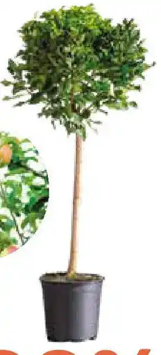 Bellaflora Obstbäume Angebot