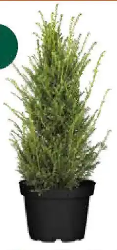Bellaflora Heckenpflanzen Angebot
