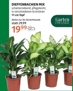Bellaflora Dieffenbachien mix Angebot