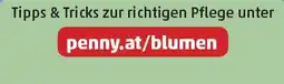 PENNY penny.at/blumen Angebot
