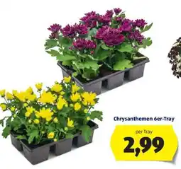 Hofer Chrysanthemen 6er Tray Angebot