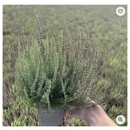 Bellaflora Calluna Beauty Ladies Mintberry 13-cm-Topf Bellaflora Angebot