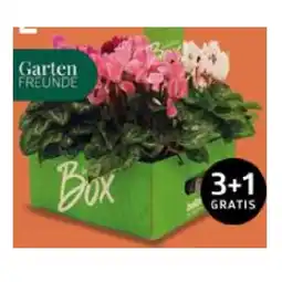 Bellaflora Bellabox Alpenveilchen 10,5-cm-Topf Bellaflora Angebot