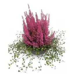 Bellaflora Erika Beauty Queens 26-cm-Topf Bellaflora Angebot