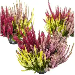 Bellaflora Callunen Beauty Ladies Trio 9,5-cm-Topf Bellaflora Angebot