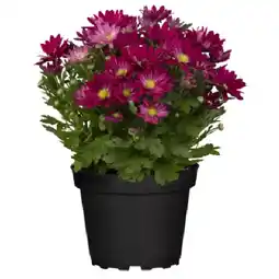 Bellaflora Chrysantheme Swifty 9-cm-Topf Bellaflora Angebot