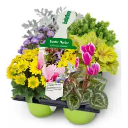 Bellaflora Herbstzauber Bellaflora Angebot