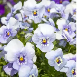 Bellaflora Stiefmütterchen Viola cornuta Bellaflora Angebot