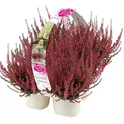 Bellaflora Calluna Garden Girls Bellaflora Angebot