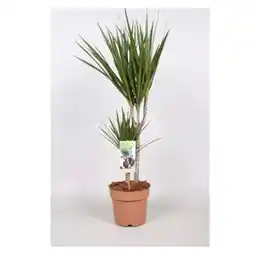 Bellaflora Drachenbaum Compacta Dracaena 17-cm-Topf Bellaflora Angebot
