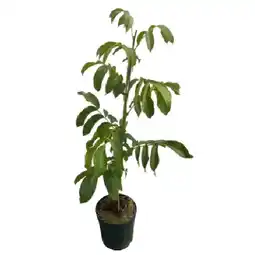 Bellaflora Walnüsse 7-Liter-Topf Bellaflora Angebot