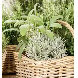 Bellaflora Küchenkräuter versch. Sorten, 12-cm-Topf Bellaflora Angebot