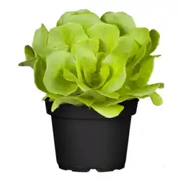 Bellaflora Wintergemüse Lactuca sativa Bellaflora Angebot