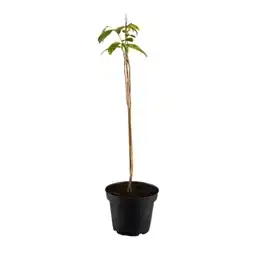Bellaflora Dreilappige Papau Indianerbanane 5-Liter-Topf Bellaflora Angebot