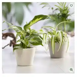 Bellaflora Dieffenbachien Mix 17-cm-Topf Bellaflora Angebot