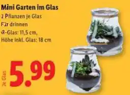 Lidl Mini Garten im Glas Angebot