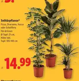 Lidl Solitärpflanze Angebot