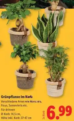 Lidl Grünpflanze im Korb Angebot