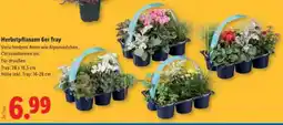 Lidl Herbstpflanzen 6er Tray Angebot