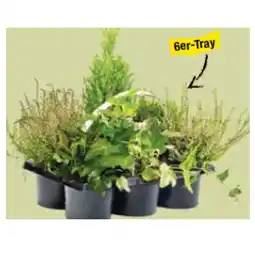Maximarkt Heidegarten-Mix verschiedene Pflanzen Maximarkt Angebot