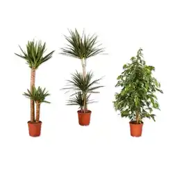 Lidl Solitärpflanze Ficus, Dracaena, Yucca oder Schefflera Lidl Angebot