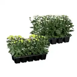 Lidl Chrysanthemen “Garden Mum” versch. Blütenfarben Lidl Angebot