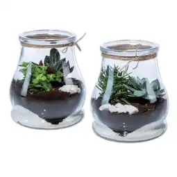 Lidl Mini Garten im Glas Lidl Angebot