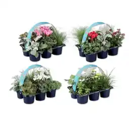 Lidl Herbstpflanzen Verschiedene Arten Lidl Angebot