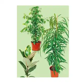 Hofer Solitärpflanze im 21-cm-Topf versch. Sorten HOFER Angebot
