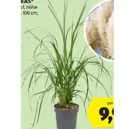 Hofer Pampasgras HOFER Angebot