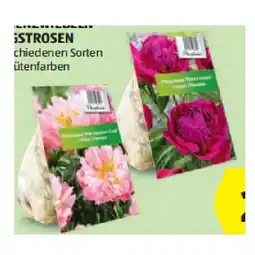Hofer Blumenzwiebeln Pfingstrosen versch. Sorten und Blütenfarben HOFER Angebot