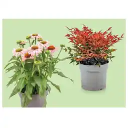 Hofer HERBSTSORTIMENT Nandina/Echinacea/Anemone/Herbstschale, im 17-cm-Topf oder 23-cm-Schale HOFER Angebot