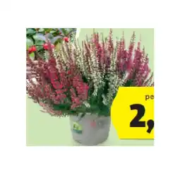 Hofer Callune Linzenzsorte „Beauty Ladies“ HOFER Angebot
